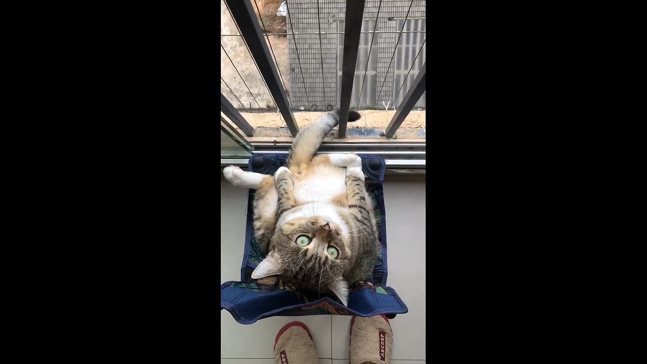 This kitty enjoys her views from the balcony #cute