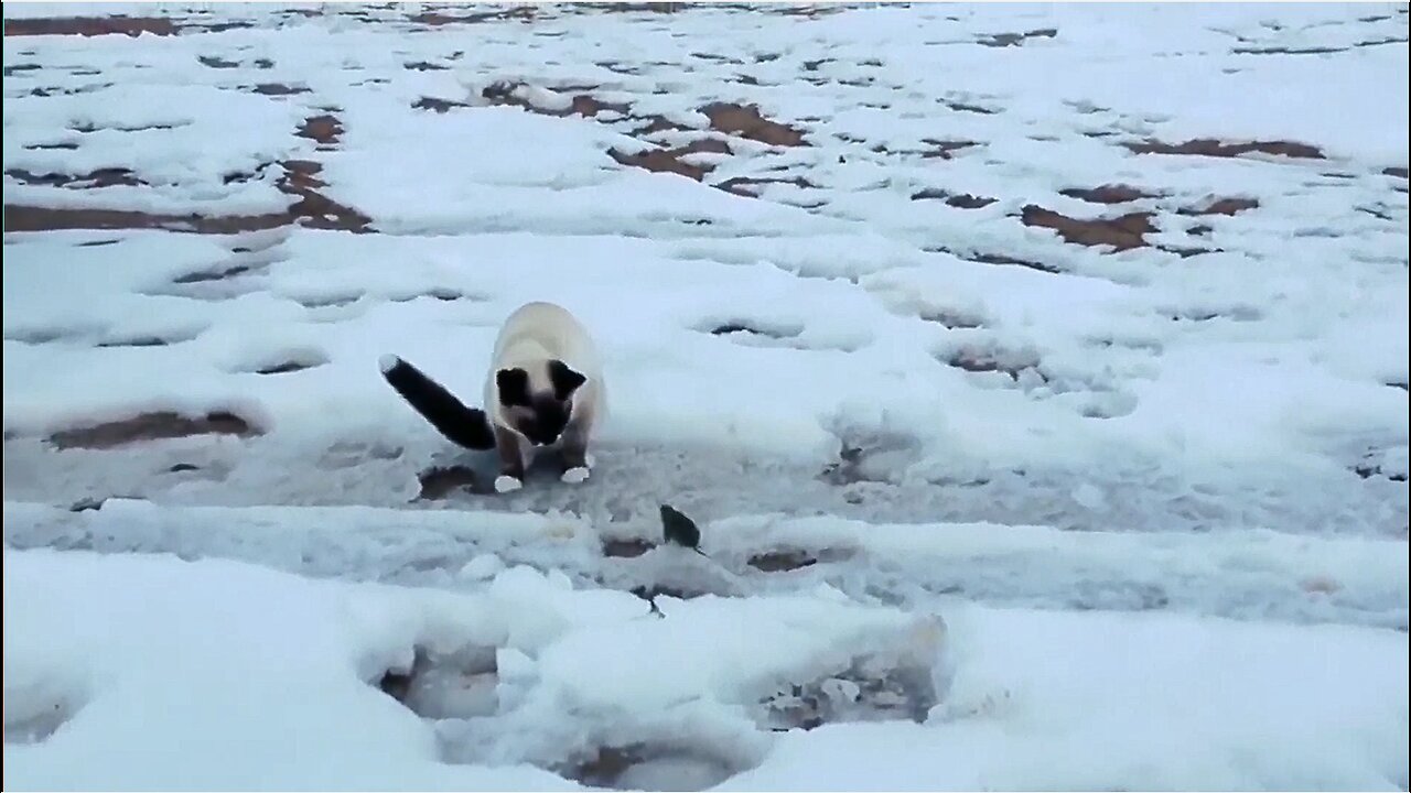 Hilarious Cat Comedy Compilation 😹 #viral #animals