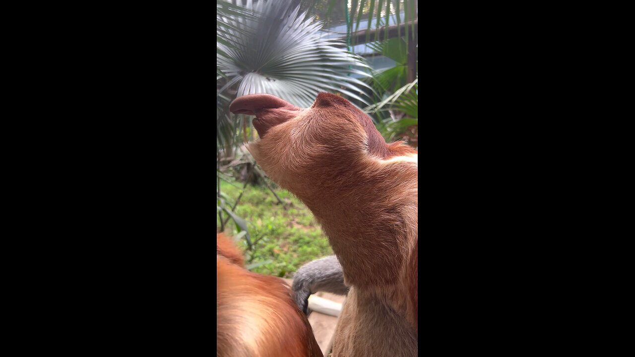 Proboscis Monkey Amazing video.#Chimelong #MonkeyNakula #funny #ytshorts #shorts #animals #nakula