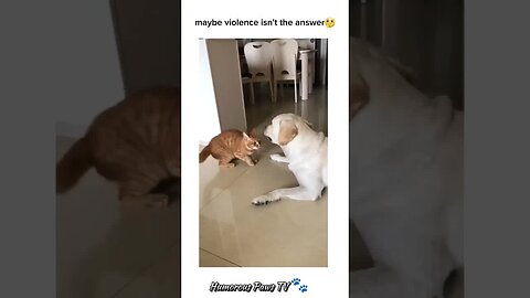 Hilarious Hoots with Animals! 🐾😂