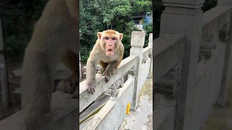 Don't be a monkey if you think it's dirty