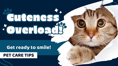 The Ultimate Pet Care Guide – How to Take Care of Different Types of Pets