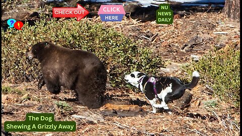 Guardian Dog Shews A Grizzly Away: Grizzlies Return to Montana’s Plains. By Nu News Daily | July 25,