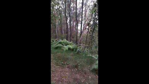 Yowie Teepee structure