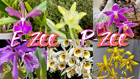 Highly Recommended Selection of SPECIES Orchids EASY to Grow not just Beginners & WHY #ninjaorchids
