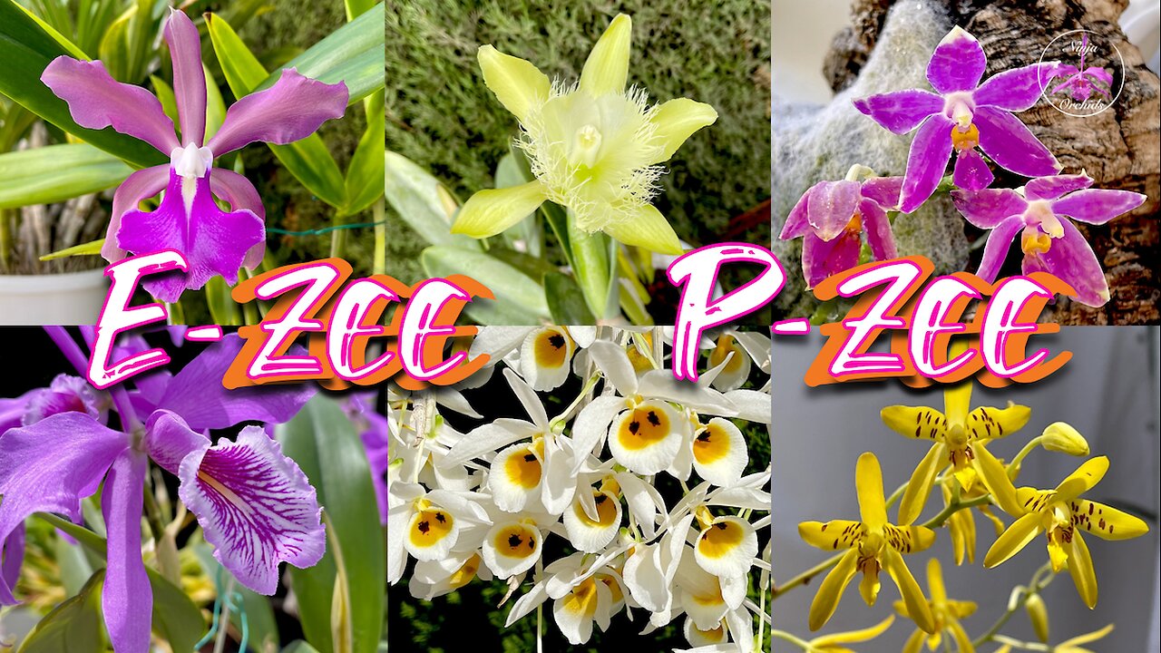 Highly Recommended Selection of SPECIES Orchids EASY to Grow not just Beginners & WHY #ninjaorchids