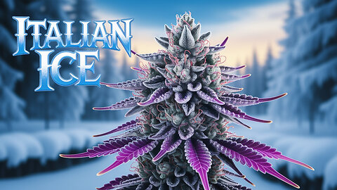 Italian Ice Strain Review ❄️🍃 | JK Distro’s Sweetest Strain Yet? (Legal Hemp Unboxing)