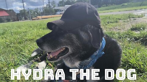 Hydra the Dog Shorts - 001