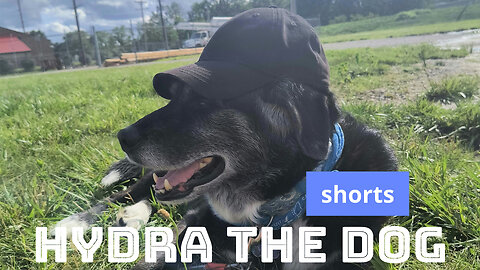 Hydra the Dog Shorts 008