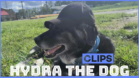 Hydra the Dog Clips 08