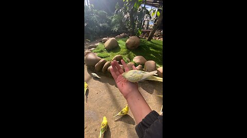 five birds eat rice on my hand in Da Lat #birds