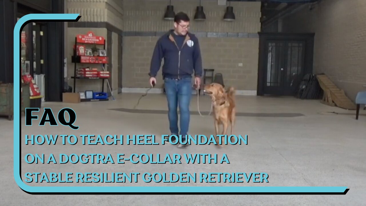 How To Teach Heel Foundation On A Dogtra E-Collar With A Stable Resilient Golden Retriever