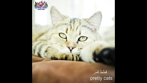 "Why Cats Are More Than Just Pets 🐾✨"