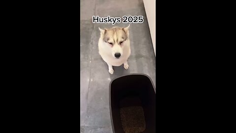 husky dog and food😊😂