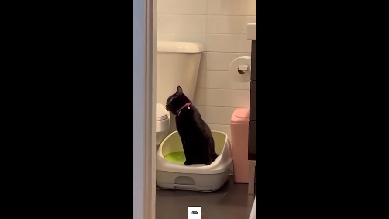 funny animal