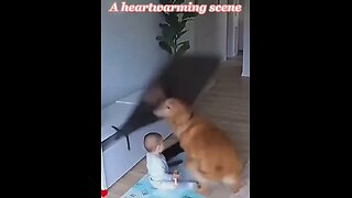 Man`s Best Friend