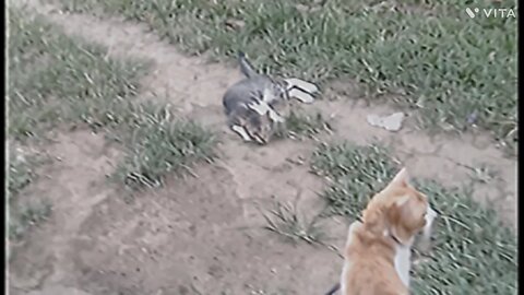 a fighting with the two cats