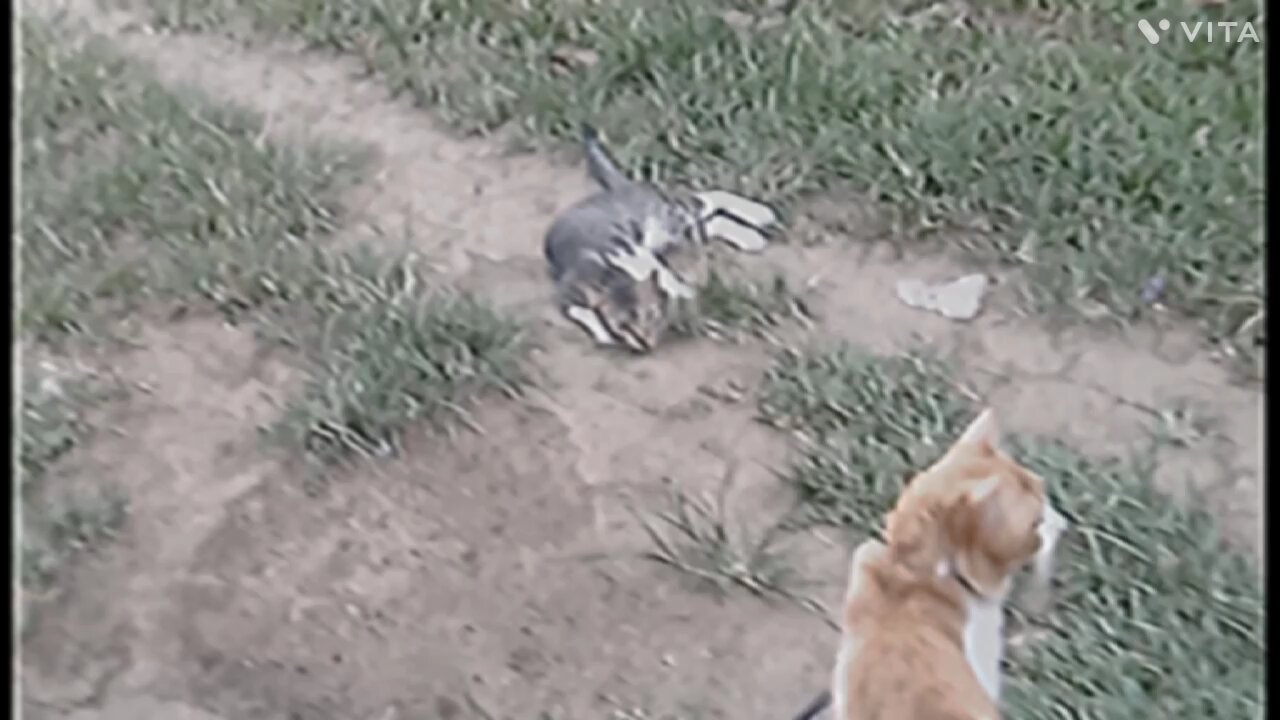 a fighting with the two cats