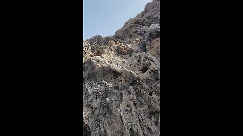 lovely bird in mountain