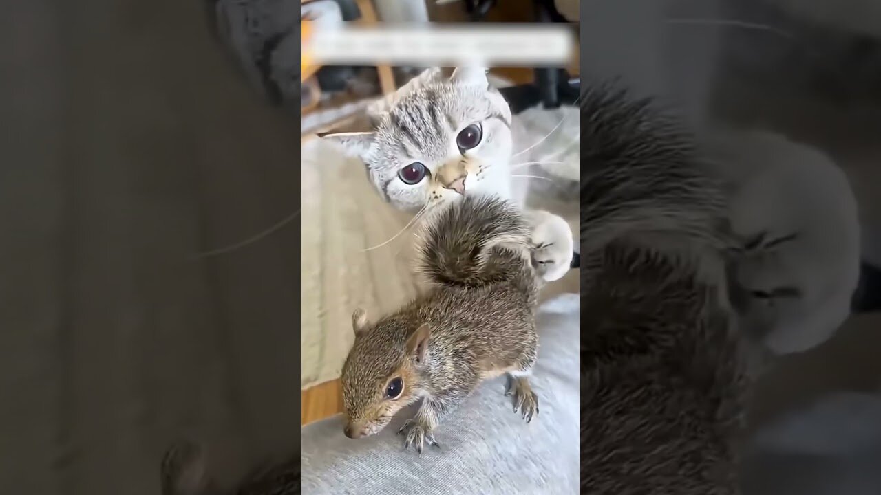 The raven stole the squirrel and the woman saved him