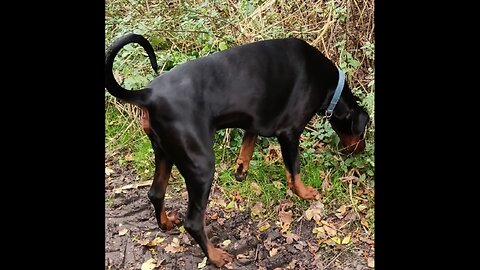 Paduko running.