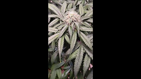 Mimosa Cake week 10 day 2