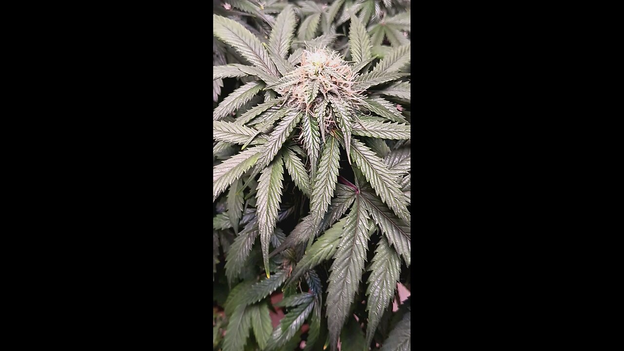 Mimosa Cake week 10 day 2