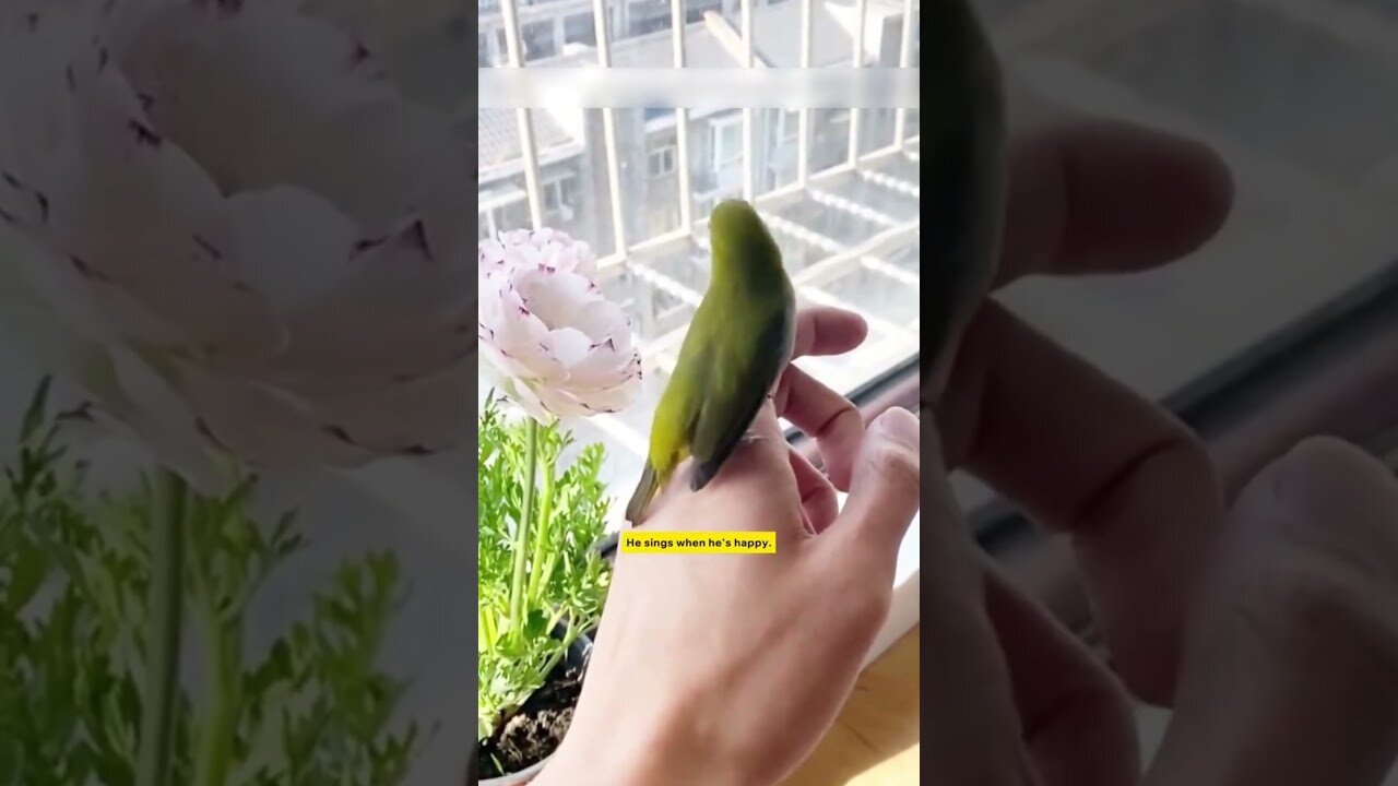 In the middle of the ocean a bird found a guy and stayed with him forever