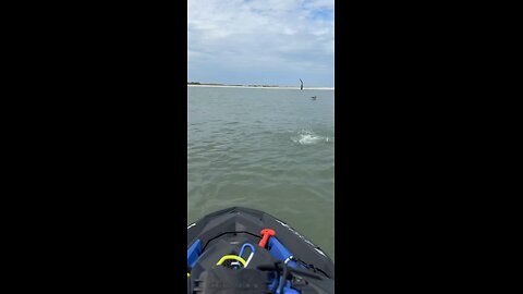 Livestream Highlights | Dolphins Flip, Smash & Chase Fish!