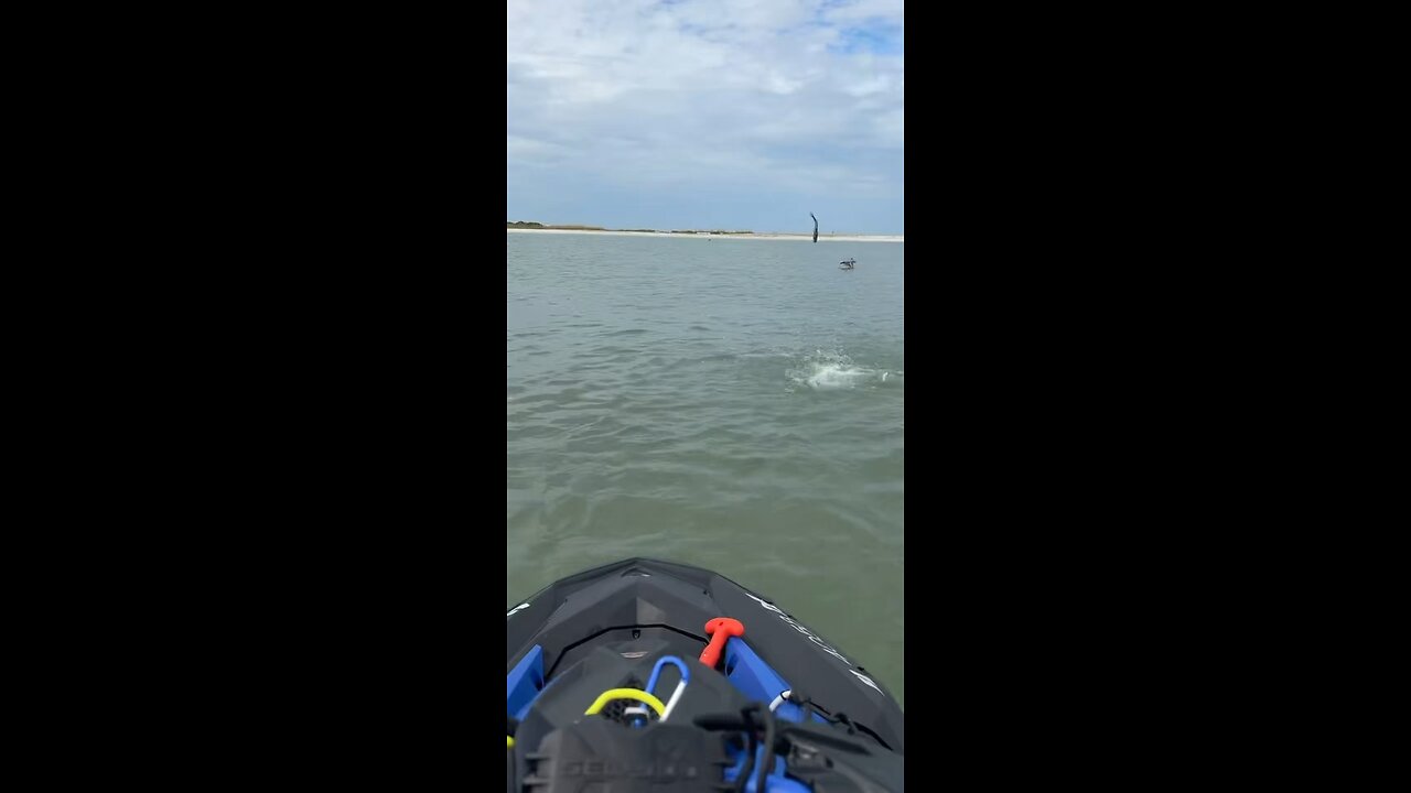 Livestream Highlights | Dolphins Flip, Smash & Chase Fish!