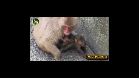 Monkey in the hidden world #Monkey