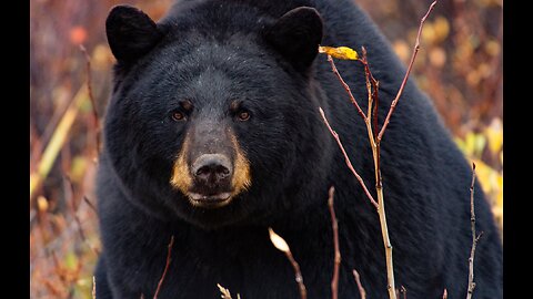 DEEP DIVE ANALYSIS: THE LIARD HOT SPRINGS BLACK BEAR ATTACK