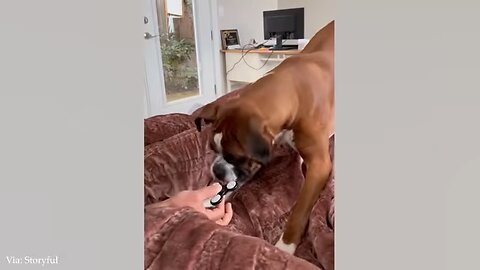 What Happens When You Feed Your DOG ALL Your Food?