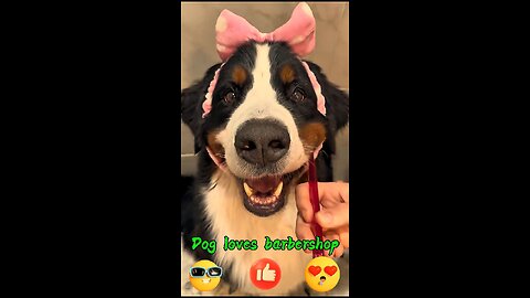 Dog loves barbershop