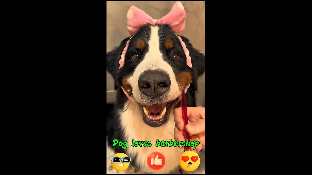 Dog loves barbershop