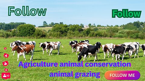 Agriculture animal conservation animal grazing