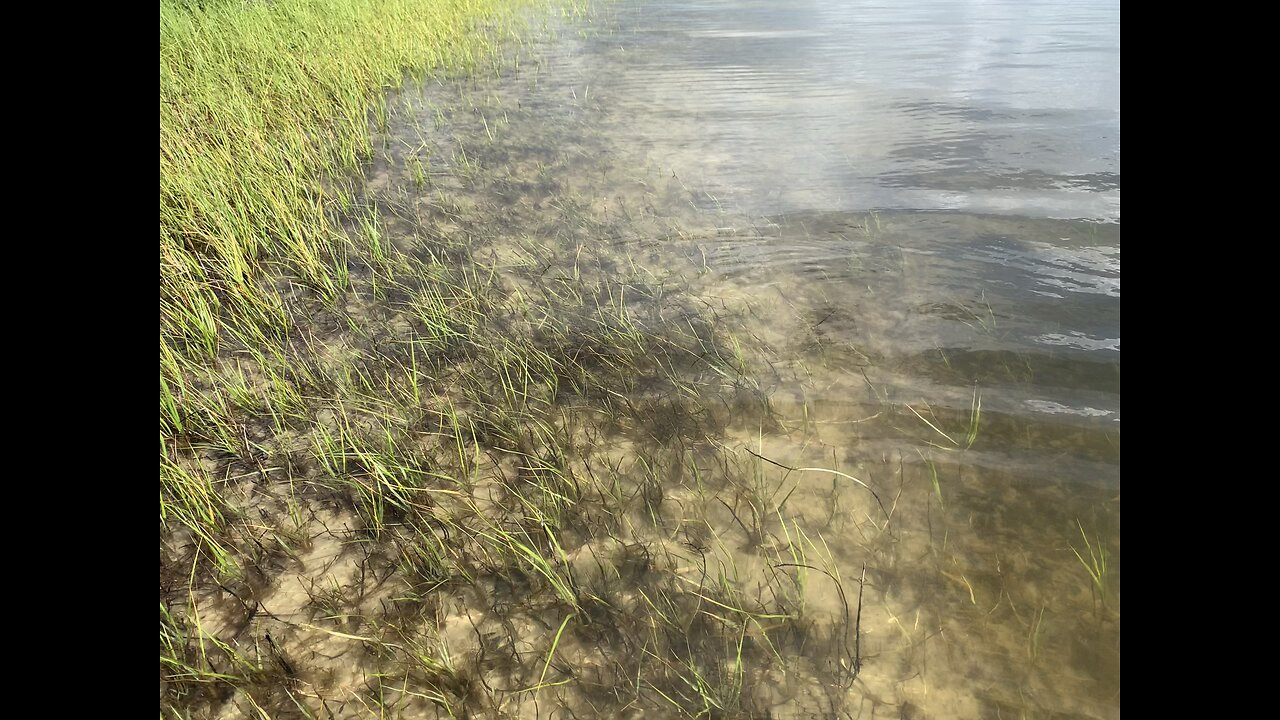 Panacea Florida Saturday June 7, 2025