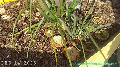 52 Sundays - Greenhouse, Garlic & Onions!!