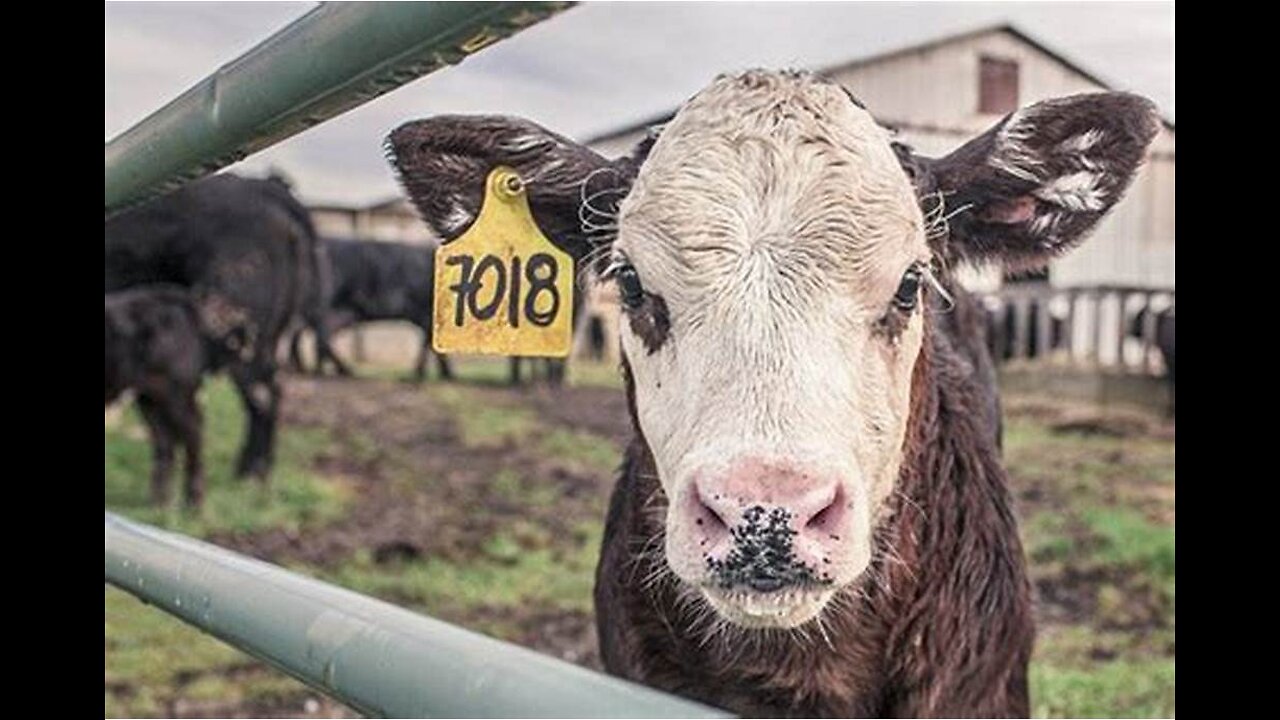 World Health Assembly 2025 (Geneva Global Governance)