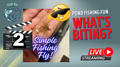 Urban Pond Fly Fishing, What's Biting #mobile #fishing #livestream