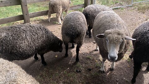 Maybe the Sheep will come around