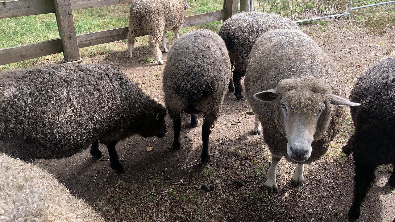 Maybe the Sheep will come around