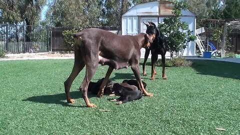doberman mom keeping dad from pups