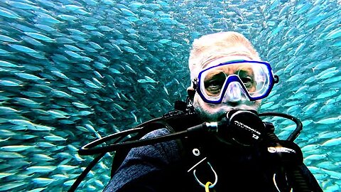 Journey Into the Centre of a Massive Bait Ball in Curacao