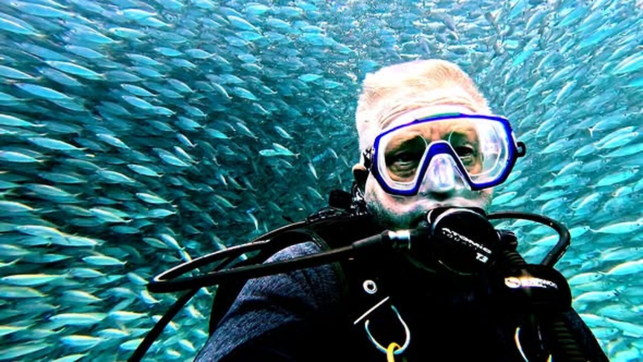 Journey Into the Centre of a Massive Bait Ball in Curacao