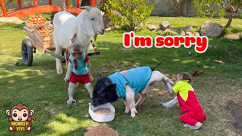 YinYin takes the goat to buy fruit to help Un In apologize to YiYi