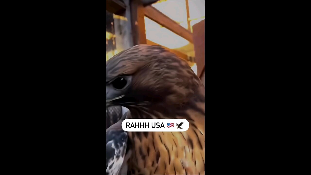 tag a patriot usa 🇺🇸🇺🇸