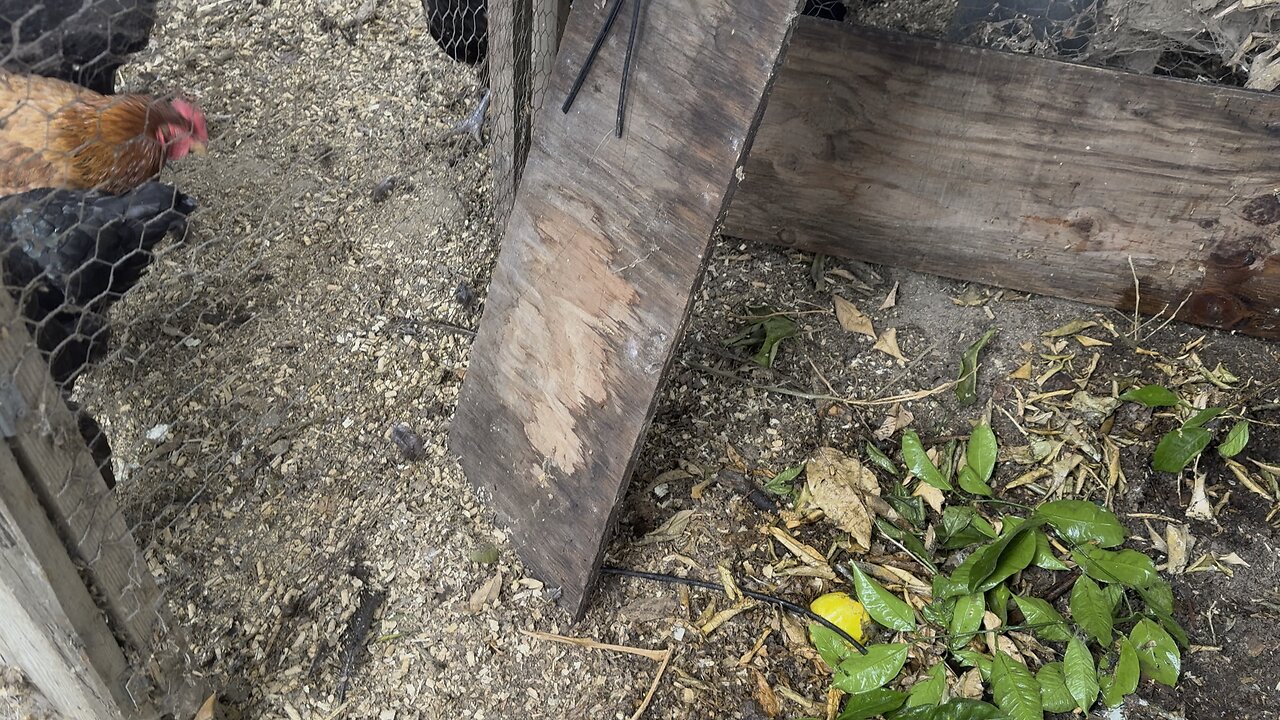 Chicken feed tube waterproofing worked!