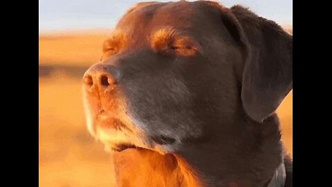 The Funniest Videos on the Internet