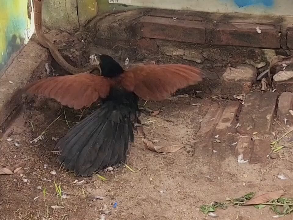 Snack Attack